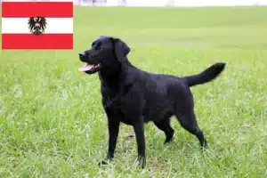 Lire la suite à propos de l’article Éleveurs de Labradors et chiots en Autriche