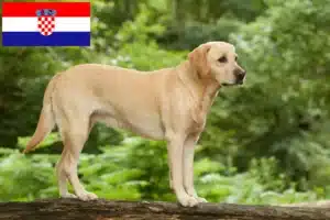 Lire la suite à propos de l’article Éleveurs de Labradors et chiots en Croatie