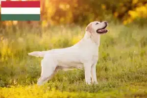 Lire la suite à propos de l’article Éleveurs de Labradors et chiots en Hongrie