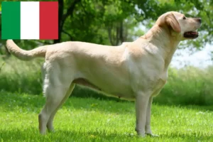 Lire la suite à propos de l’article Éleveurs de Labradors et chiots en Italie
