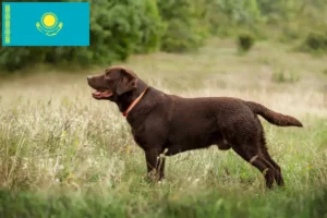 Lire la suite à propos de l’article Éleveurs de Labradors et chiots au Kazakhstan