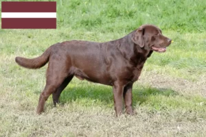 Lire la suite à propos de l’article Éleveurs de Labradors et chiots en Lettonie