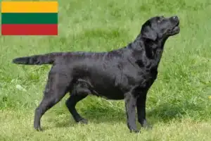 Lire la suite à propos de l’article Éleveurs de Labradors et chiots en Lituanie