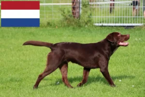 Lire la suite à propos de l’article Éleveurs de Labradors et chiots aux Pays-Bas