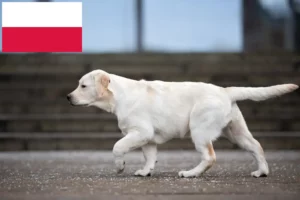Lire la suite à propos de l’article Éleveurs de Labradors et chiots en Pologne