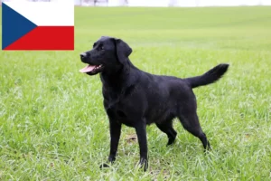 Lire la suite à propos de l’article Éleveurs de Labradors et chiots en République tchèque