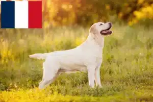 Lire la suite à propos de l’article Éleveurs de Labradors et chiots à la Réunion