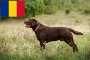 Lire la suite à propos de l’article Éleveurs de Labradors et chiots en Roumanie