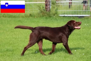 Lire la suite à propos de l’article Éleveurs de Labradors et chiots en Slovénie