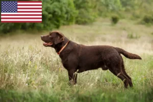 Lire la suite à propos de l’article Éleveurs de Labradors et chiots aux États-Unis