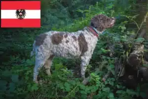 Lire la suite à propos de l’article Éleveurs de Lagotto Romagnolo et chiots en Autriche
