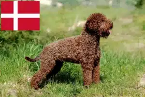 Lire la suite à propos de l’article Éleveurs de Lagotto Romagnolo et chiots au Danemark
