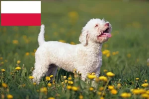Lire la suite à propos de l’article Éleveurs de Lagotto Romagnolo et chiots en Pologne