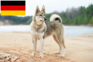 Lire la suite à propos de l’article Laika éleveurs et chiots en Allemagne