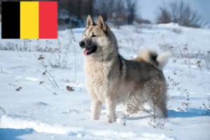 Lire la suite à propos de l’article Laika éleveurs et chiots en Belgique