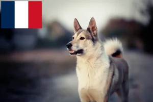 Lire la suite à propos de l’article Laika éleveurs et chiots en France