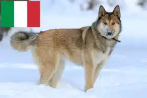 Lire la suite à propos de l’article Laika éleveurs et chiots en Italie