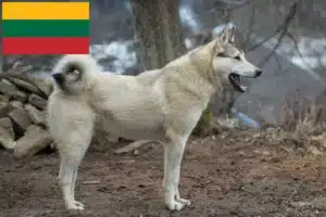 Lire la suite à propos de l’article Laika éleveurs et chiots en Lituanie
