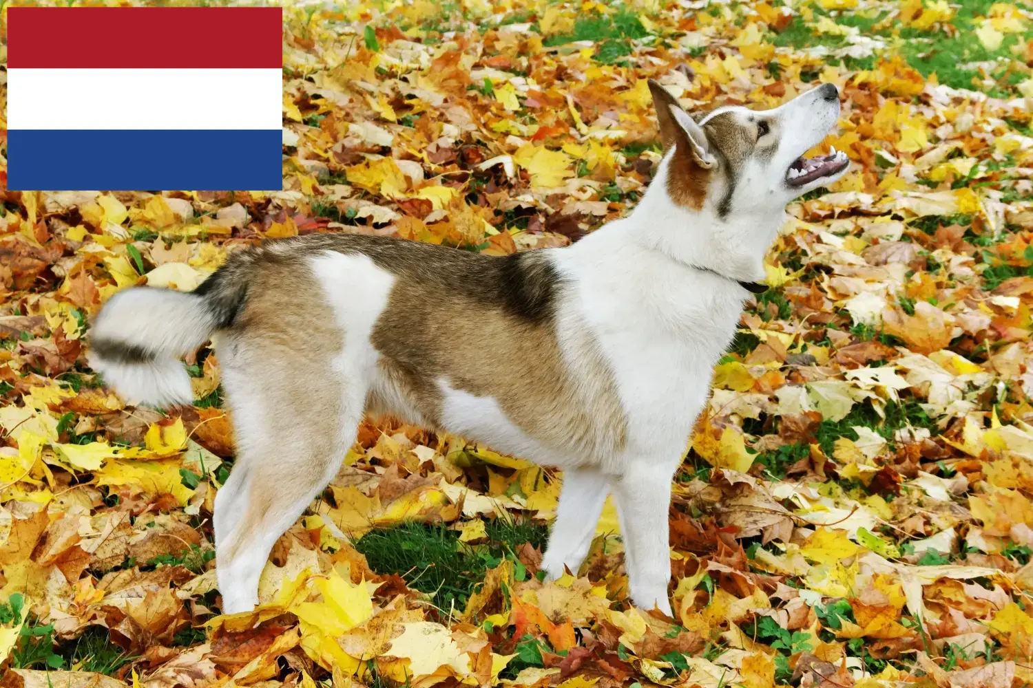 Laika chiots et éleveurs Pays-Bas Ici, tu trouveras les éleveurs de Laika aux Pays-Bas.