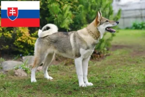 Lire la suite à propos de l’article Laika éleveurs et chiots en Slovaquie