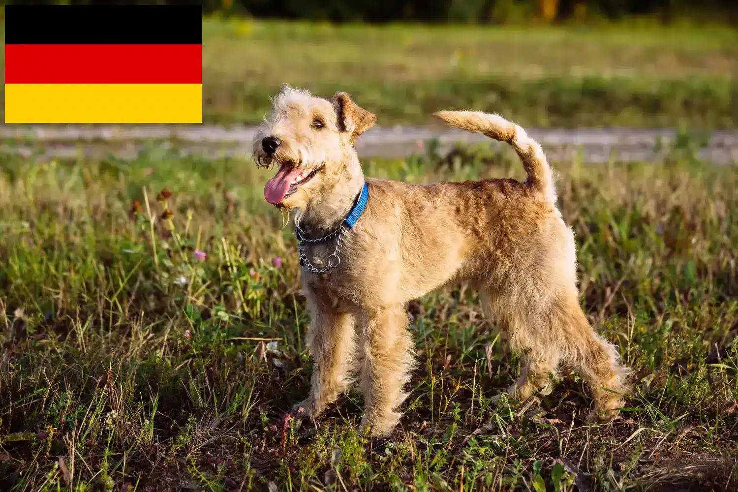 Lakeland Terrier chiots et éleveurs Allemagne Ici, tu trouveras des éleveurs de Lakeland Terrier en Allemagne.