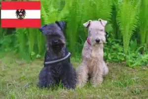 Lire la suite à propos de l’article Éleveurs de Lakeland Terrier et chiots en Autriche