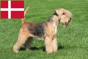Lire la suite à propos de l’article Éleveurs de Lakeland Terrier et chiots au Danemark