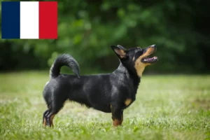 Lire la suite à propos de l’article Lancashire Heeler éleveurs et chiots en France