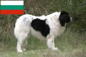 Lire la suite à propos de l’article Éleveurs de Landseer et chiots en Bulgarie