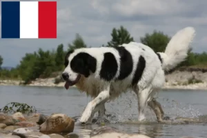 Lire la suite à propos de l’article Éleveurs de Landseer et chiots en France