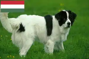 Lire la suite à propos de l’article Éleveurs de Landseer et chiots en Hongrie
