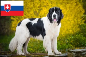 Lire la suite à propos de l’article Éleveurs de Landseer et chiots en Slovaquie