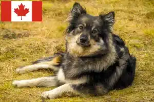 Lire la suite à propos de l’article Éleveurs de chiens lapins finlandais et chiots au Canada