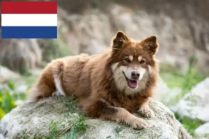 Lire la suite à propos de l’article Éleveurs de chiens lapins finlandais et chiots aux Pays-Bas