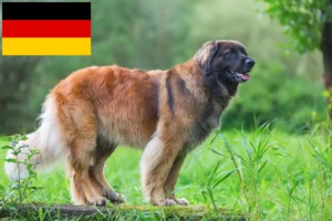 Lire la suite à propos de l’article Eleveurs de Leonberger et chiots en Allemagne