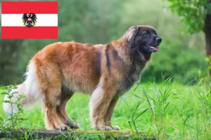 Lire la suite à propos de l’article Leonberger éleveurs et chiots en Autriche