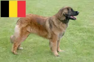 Lire la suite à propos de l’article Leonberger éleveurs et chiots en Belgique