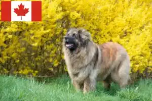 Lire la suite à propos de l’article Éleveurs de Leonberger et chiots au Canada