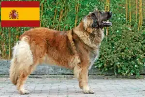 Lire la suite à propos de l’article Leonberger éleveurs et chiots en Espagne