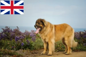 Lire la suite à propos de l’article Éleveurs de Leonberger et chiots en Grande-Bretagne