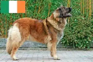 Lire la suite à propos de l’article Éleveurs de Leonberger et chiots en Irlande