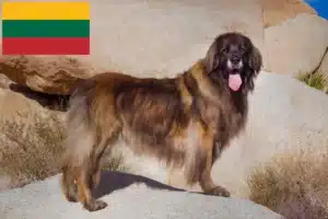 Lire la suite à propos de l’article Eleveurs de Leonberger et chiots en Lituanie