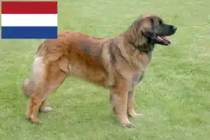 Lire la suite à propos de l’article Eleveurs de Leonberger et chiots aux Pays-Bas