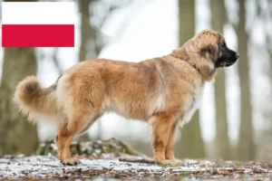 Lire la suite à propos de l’article Eleveurs de Leonberger et chiots en Pologne
