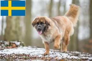 Lire la suite à propos de l’article Éleveurs de Leonberger et chiots en Suède