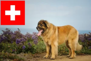 Lire la suite à propos de l’article Leonberger éleveurs et chiots en Suisse