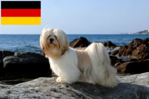 Lire la suite à propos de l’article Lhasa Apso éleveurs et chiots en France