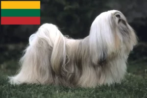 Lire la suite à propos de l’article Lhasa Apso éleveurs et chiots en Lituanie