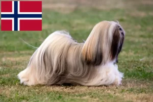 Lire la suite à propos de l’article Éleveurs de Lhassa Apso et chiots en Norvège