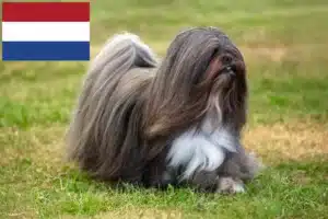 Lire la suite à propos de l’article Éleveurs de Lhassa Apso et chiots aux Pays-Bas